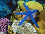 Modrá hviezdica na koraloch